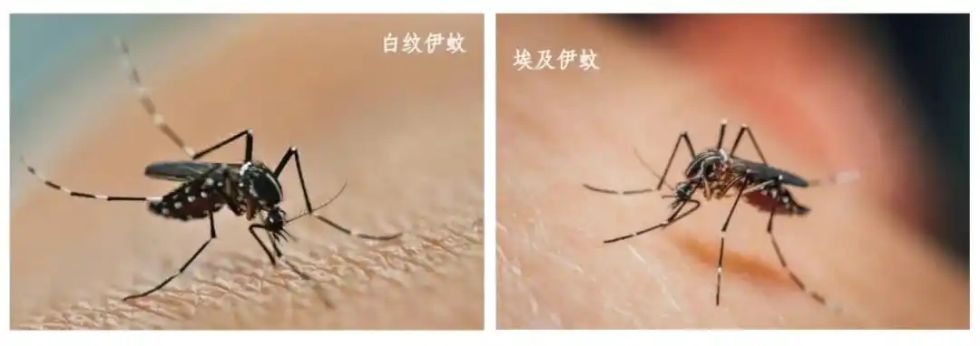 花蚊子到底有多恐怖，讓佛山多區(qū)發(fā)布《告全體市民書》