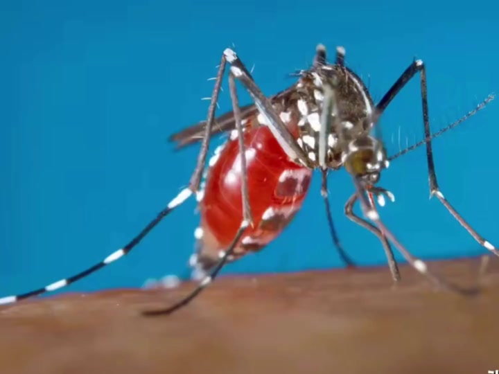 如何防范基孔肯雅熱