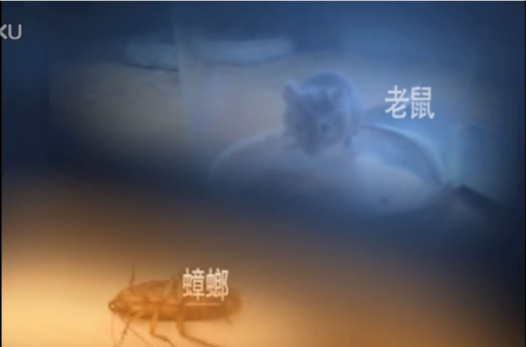 衛(wèi)生flash動(dòng)畫、拱墅區(qū)衛(wèi)生局四害宣傳片,蒼蠅,蚊子,蟑螂,老鼠動(dòng)畫宣傳片